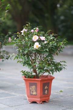 茶树 茶花