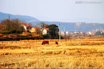 田野风光