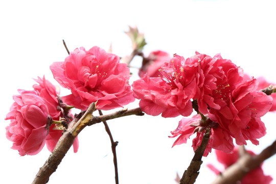 桃花