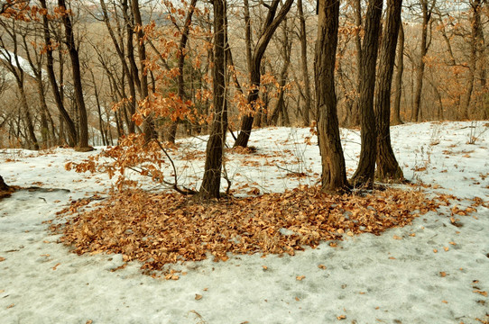 雪地树林