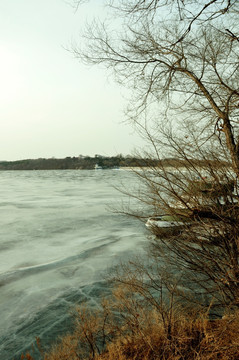 湖冰枯枝