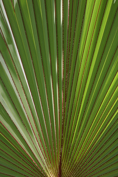 棕榈树叶 叶子 放射状线条