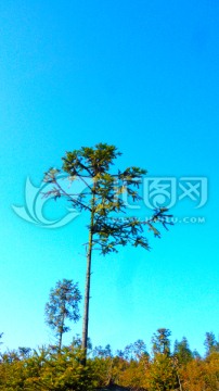 蓝天杉树