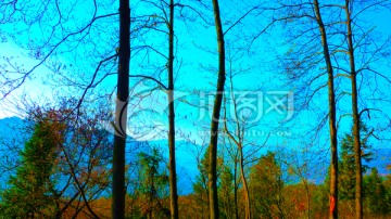 蓝天树枝 冬景