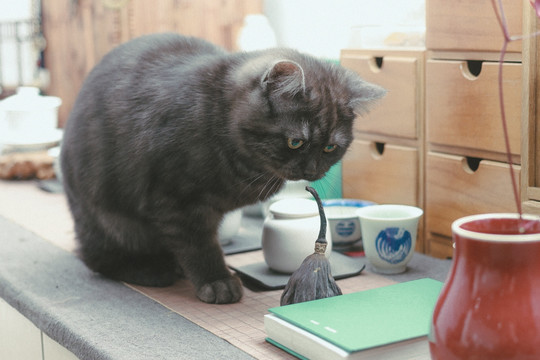 猫在桌子上