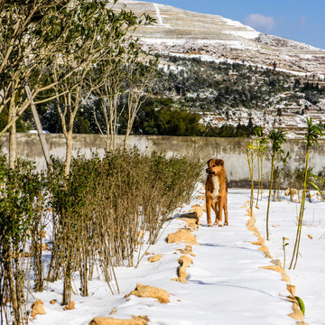 雪地里的狗