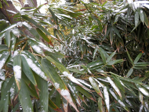 竹叶上的残雪