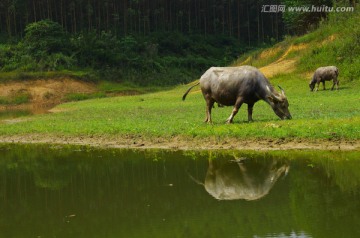 牛 水牛