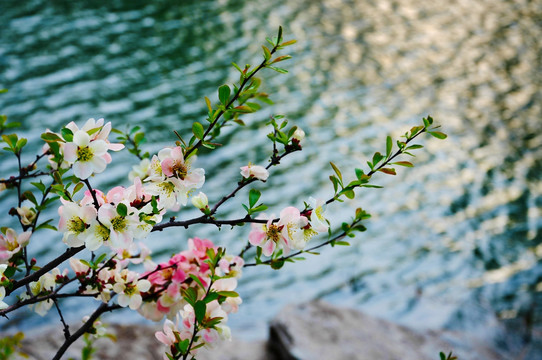 湖畔花开春色溢