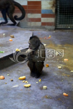 猴子吃食