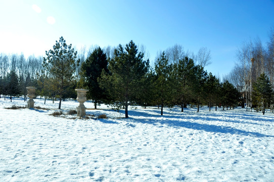 冰雪林地