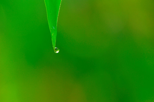 绿叶 水滴