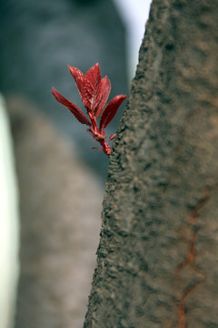 李子树 嫩芽