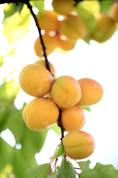 黄杏 杏子成熟