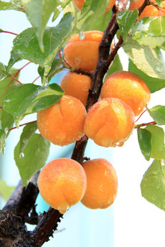 杏 黄杏 杏子