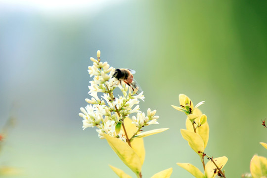 蜜蜂 春天 蜜蜂采蜜