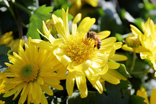 蜜蜂在菊花上采蜜