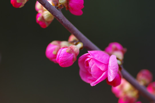 梅花