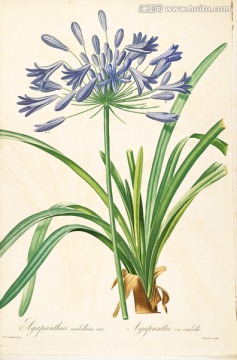 高清手绘花卉 画廊专用图片