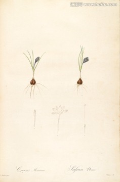 欧美小清新花卉油画 画廊品质