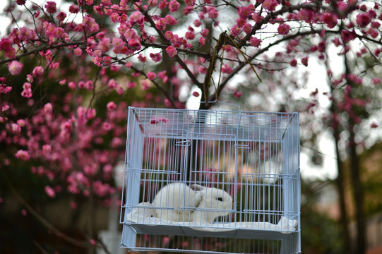 春天的梅花与笼子里的兔子