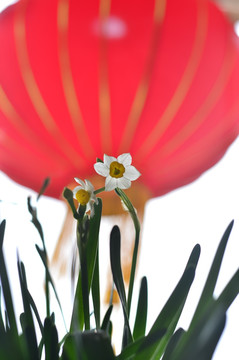 红灯笼与水仙花