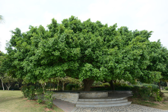大树