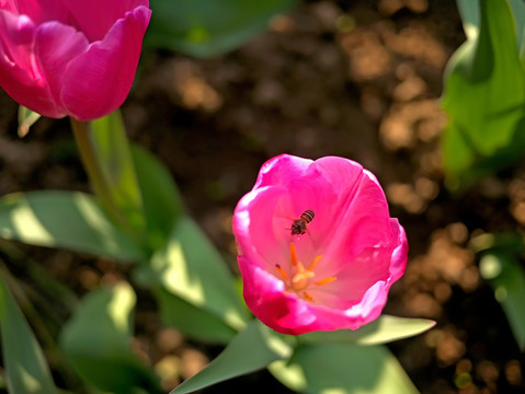 粉色郁金香花蕊与蜜蜂微距特写