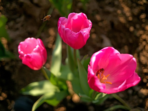 粉色郁金香花蕊与蜜蜂采蜜特写