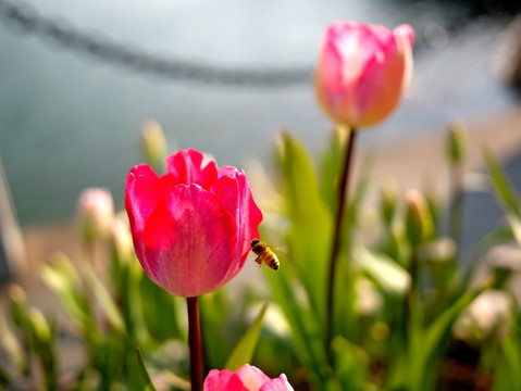 粉色郁金香两枝与蜜蜂