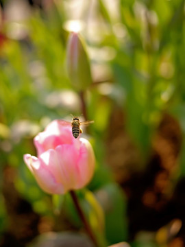 淡粉色郁金香花朵与蜜蜂微距特写