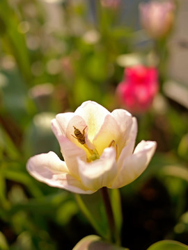 白色郁金香花蕊与蜜蜂采蜜特写