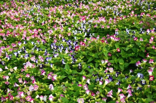 夏堇花