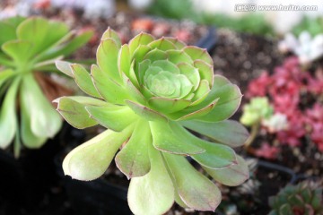 多肉植物 肉肉 花卉 绿植