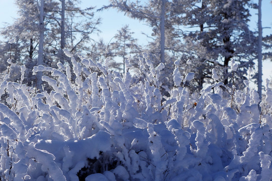 树枝雪景