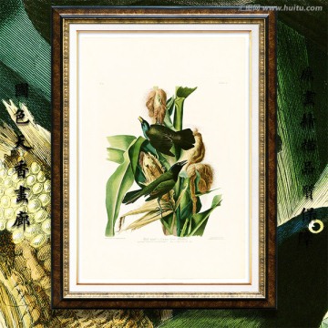 高清欧美鸟类油画