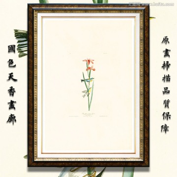 高清欧美鸟类油画
