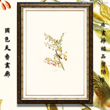 鸟类水彩画 画廊高清品质