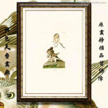 猫头鹰鸟类水彩画 画廊高清品