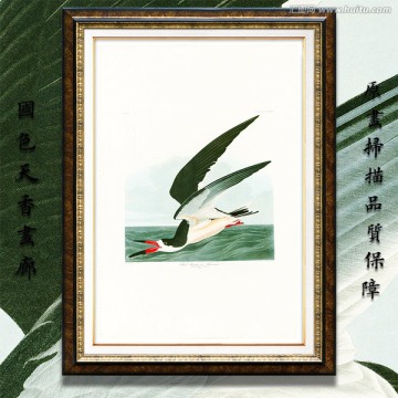 海鸟油画 画廊高清品质