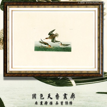 鸟类无框画 画廊品质