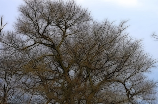抽象 树木