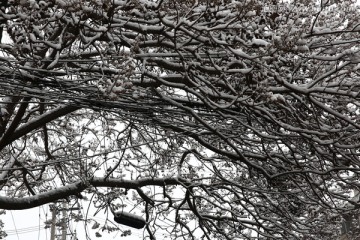 雪景