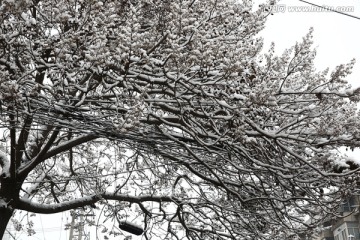 雪景