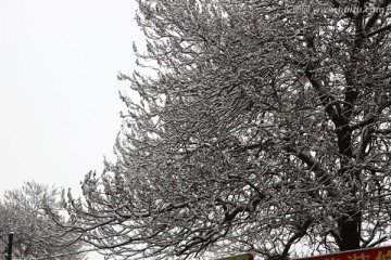 雪景