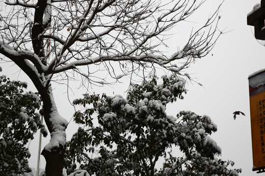 雪景