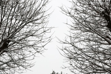 雪景
