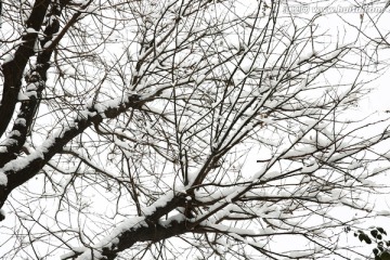 雪景