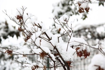 雪景