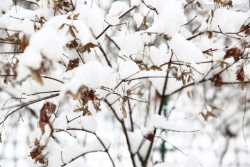 雪景